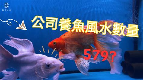 家裡養魚數量|養風水魚數量攻略：命格五行對應養魚條數 